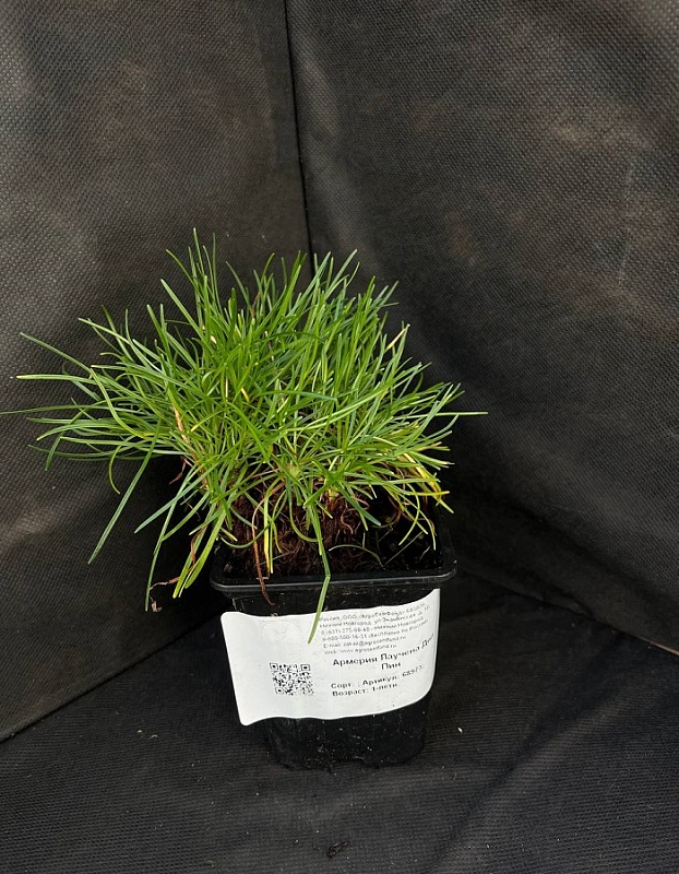 Армерия приморская Лаучена Дип Пин 1 шт Р9